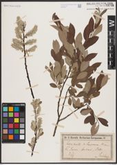 Foto von Salix cinerea L. x Salix lapponum L.